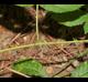 Rubus flagellaris