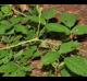Rubus flagellaris