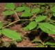 Rubus flagellaris