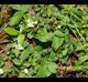 Rubus trivialis