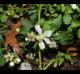 Rubus trivialis