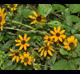 Rudbeckia hirta