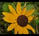 Rudbeckia hirta