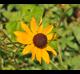 Rudbeckia hirta
