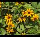Rudbeckia hirta