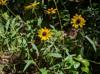 Rudbeckia hirta