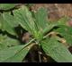 Ruellia caroliniensis