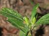 Ruellia caroliniensis