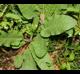 Rumex crispus