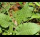 Rumex crispus