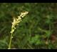 Rumex hastatulus