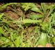 Rumex hastatulus