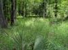 Sabal minor