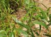 Salix nigra