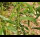 Salix nigra
