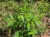 Sambucus canadensis