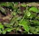 Samolus parviflorus