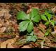 Sanicula canadensis