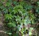 Sanicula canadensis