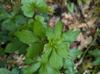 Sanicula canadensis