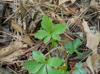 Sanicula canadensis