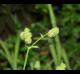 Sanicula canadensis