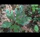 Sassafras albidum