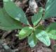 Sassafras albidum