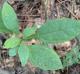 Sassafras albidum