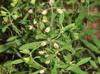 Scutellaria integrifolia