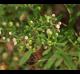 Scutellaria integrifolia