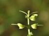 Scutellaria integrifolia