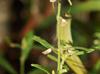 Scutellaria integrifolia