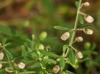 Scutellaria integrifolia