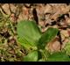 Sida rhombifolia