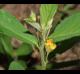 Sida rhombifolia