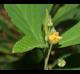 Sida rhombifolia