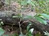 Sideroxylon lycioides