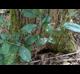 Sideroxylon lycioides