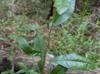 Sideroxylon lycioides