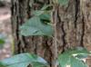 Sideroxylon lycioides