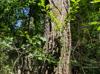 Sideroxylon lycioides