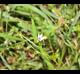Sisyrinchium rosulatum
