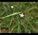 Sisyrinchium rosulatum
