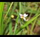 Sisyrinchium rosulatum