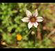 Sisyrinchium rosulatum