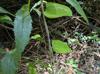 Smilax glauca