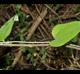 Smilax glauca