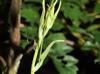 Smilax glauca