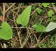 Smilax glauca